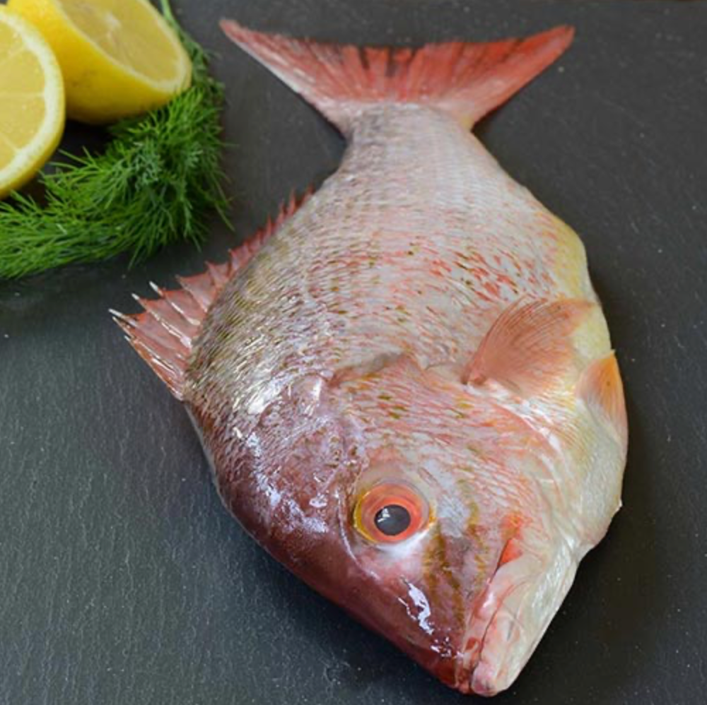 Frozen Scarlet Snapper - 1.5 lbs