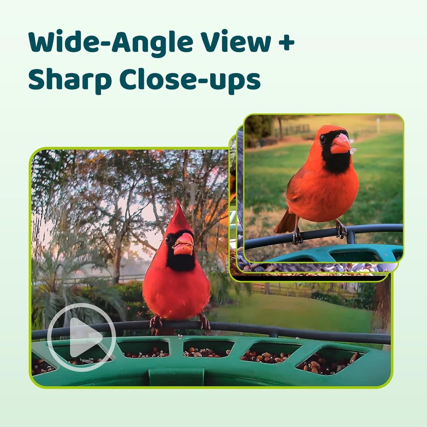 Birdfy 2 Smart Bird Feeder with Camera