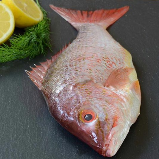 Frozen Scarlet Snapper - 1.5 lbs